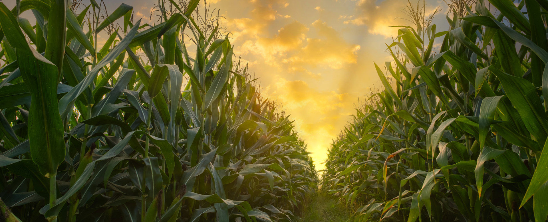 OUR BOARD – THE CUSTODIAN OF GOVERNANCE IN NSSF